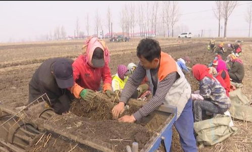 林口 发展中药材种植 拓宽农民增收路