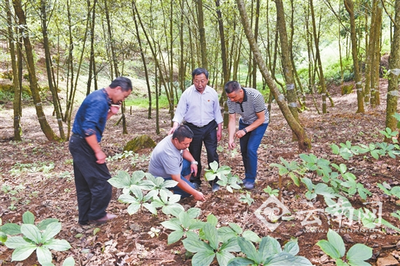 保山昌宁培育林下中药材种植