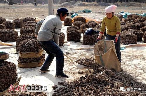 岷县 中药材产业唱响群众 致富曲