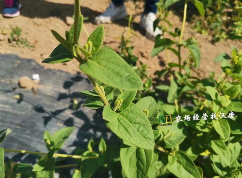 6月金银花种植管理,你必须知道这些