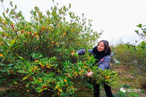 武山镇万亩中药材种植基地里,种植户组织员工举行采摘黄栀子比赛