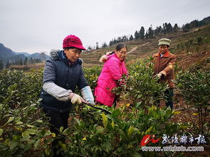 金洞乡 中药材种植 钱 景可观