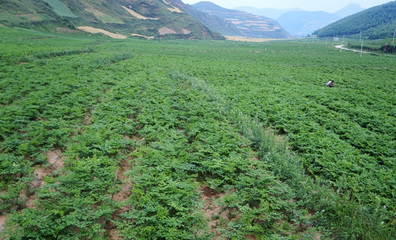 乐山医药科技学校中草药种植(对口就业班)