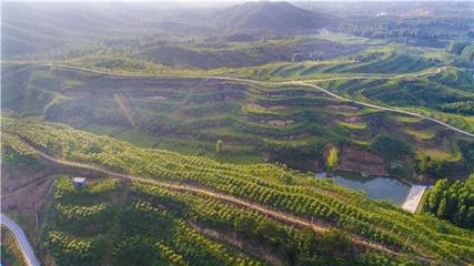 南召县崔庄乡:中药材种植成为山区群众“致富宝”