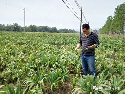 桃花江镇有位种植中药材的 土专家 ,放弃高薪带领村民共同致富