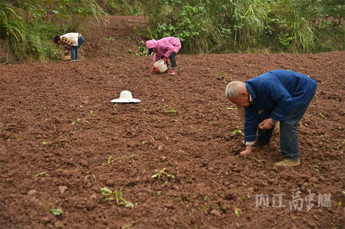 守初心 强 四力 助发展 内江方家沟村 特色中药材种植助农增收