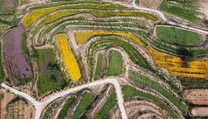 扁鹊行医圣地闻药香、赏花海,河北内丘中药材种植基地成热门旅游景点