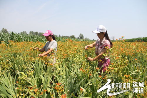 夏县农商银行支持胡张窑头村种植中药材射干致富