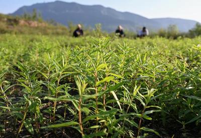 河北丰润:发展中草药种植 助力乡村振兴