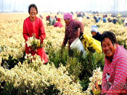 夏邑 中药材种植成治贫良方