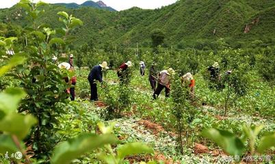 林下种植中药材还能领补助?符合条件的千万不要错过