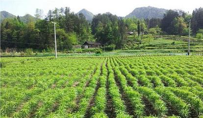 中药材种植基地