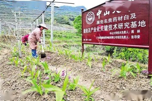 蕉岭县 种植中药材,脱贫有 良方