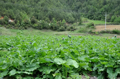 丽江市玉龙县鲁甸乡种植中药材超6万亩